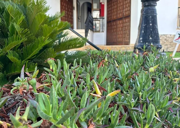 Langosta Petite Premium *